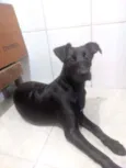 Noir