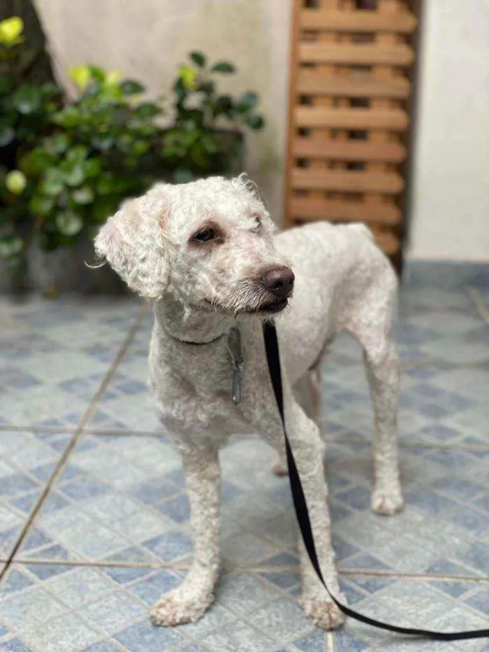 Cachorro ra a Poodle idade 2 anos nome Branco