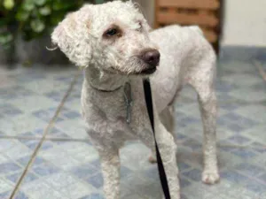 Cachorro raça Poodle idade 2 anos nome Branco