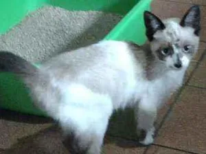 Gato raça Siamês idade 2 a 6 meses nome Lola