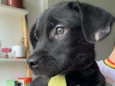 Blaky