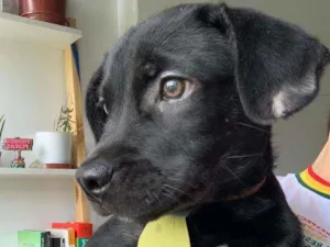 Cachorro raça Srd idade 2 a 6 meses nome Blaky