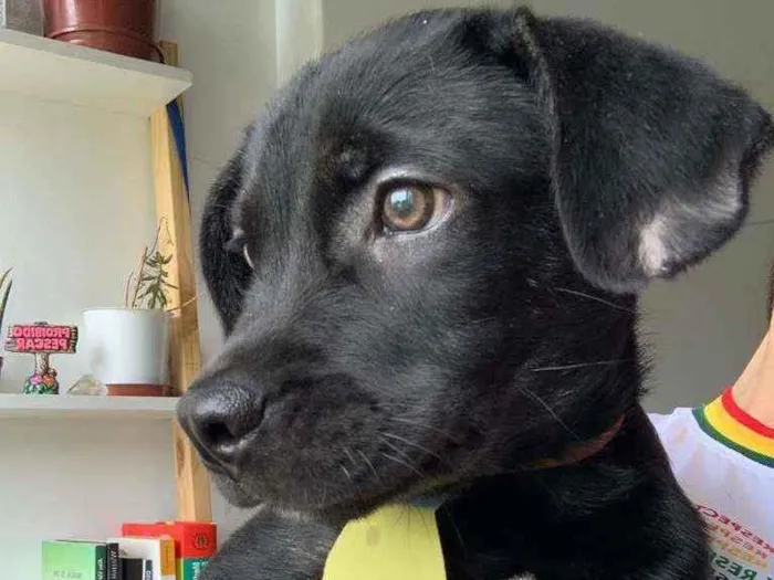 Cachorro ra a Srd idade 2 a 6 meses nome Blaky