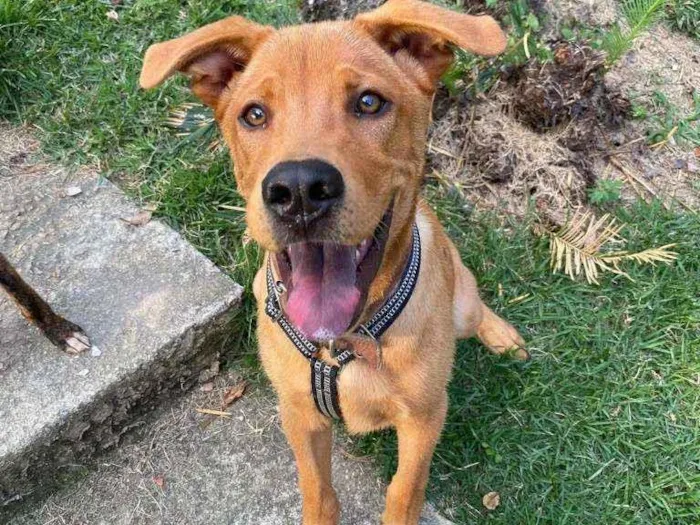 Cachorro ra a SRD idade 7 a 11 meses nome Heitor
