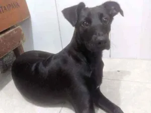 Cachorro raça SRD idade 7 a 11 meses nome Noir