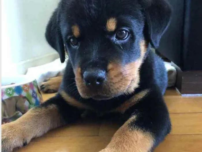 Cachorro ra a Rottweiler com labrador idade 2 a 6 meses nome Pandora