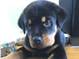 Cachorro raça Rottweiler com labrador idade 2 a 6 meses nome Pandora