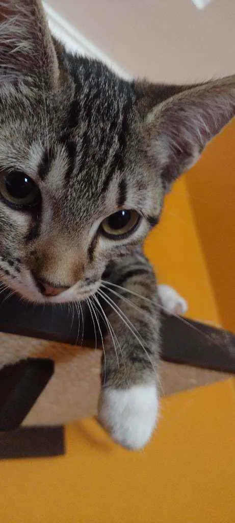 Gato ra a SRD idade 2 a 6 meses nome Parça