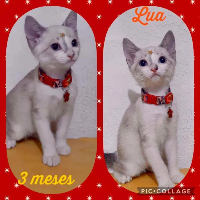 Gato raça SRD  idade 2 a 6 meses nome Lua 