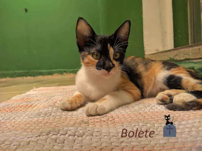 Gato ra a srd idade 2 a 6 meses nome Bolete