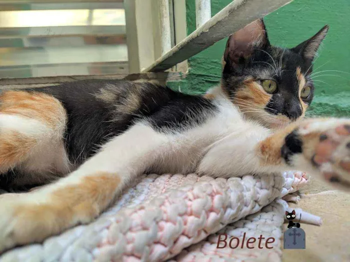 Gato ra a srd idade 2 a 6 meses nome Bolete