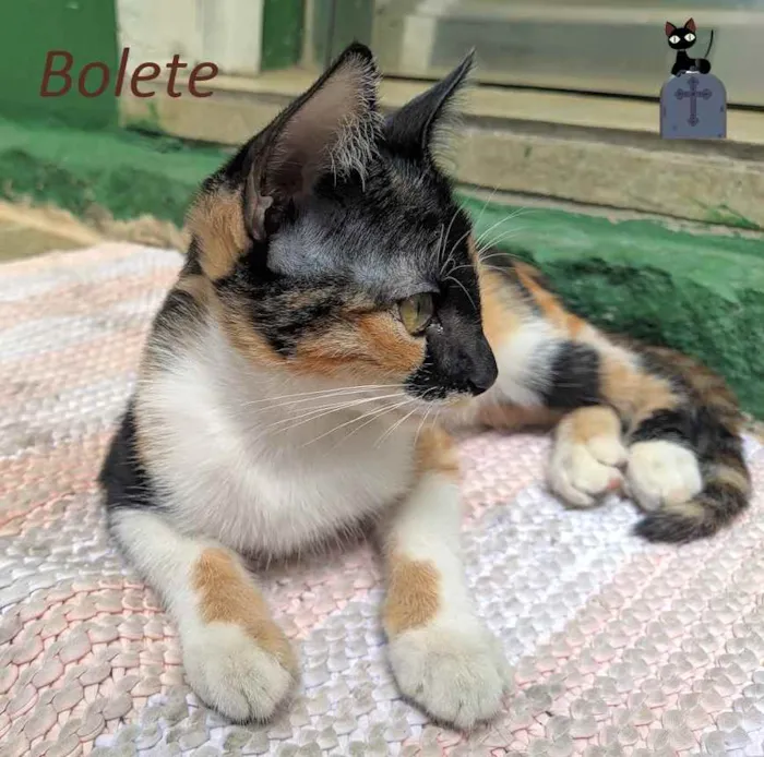 Gato ra a srd idade 2 a 6 meses nome Bolete