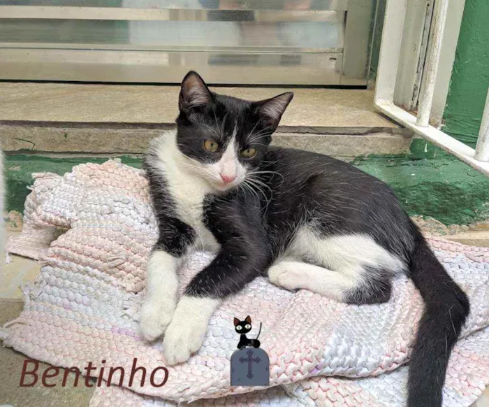 Gato ra a srd idade 2 a 6 meses nome Bentinho