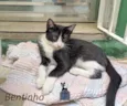 Bentinho