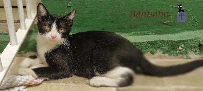 Gato ra a srd idade 2 a 6 meses nome Bentinho