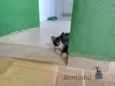 Bentinho