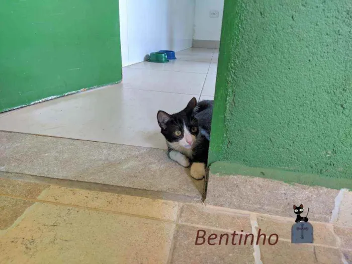 Gato ra a srd idade 2 a 6 meses nome Bentinho