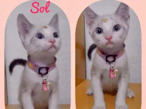 Gato raça SRD  idade 2 a 6 meses nome Sol 