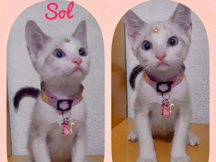 Gato raça SRD  idade 2 a 6 meses nome Sol 