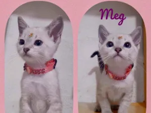 Gato raça SRD  idade 2 a 6 meses nome Meg 