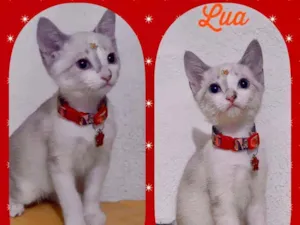 Gato raça SRD  idade 2 a 6 meses nome Lua 