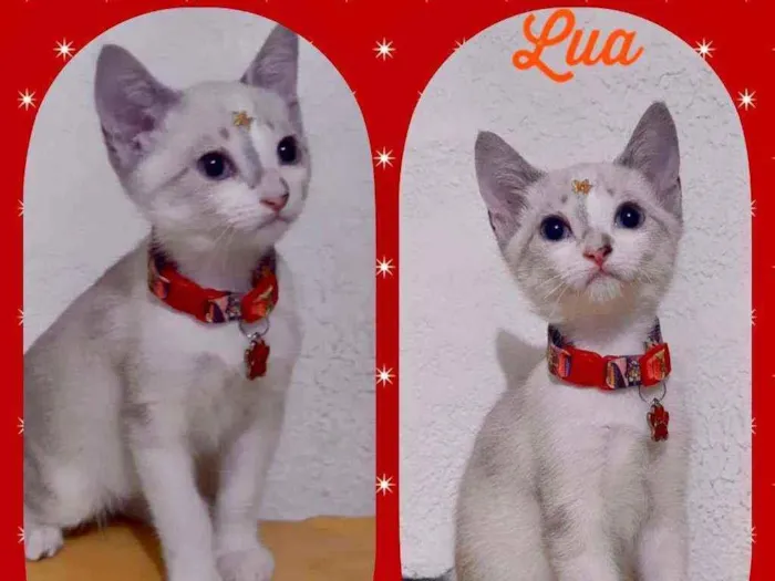 Gato raça SRD  idade 2 a 6 meses nome Lua 