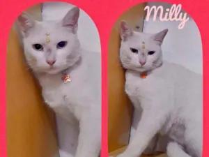 Gato raça SRD  idade 2 anos nome Mily 
