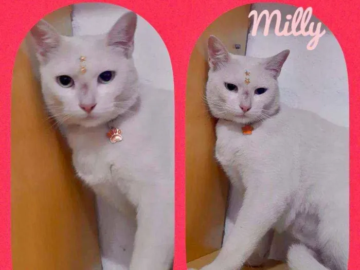 Gato raça SRD  idade 2 anos nome Mily 