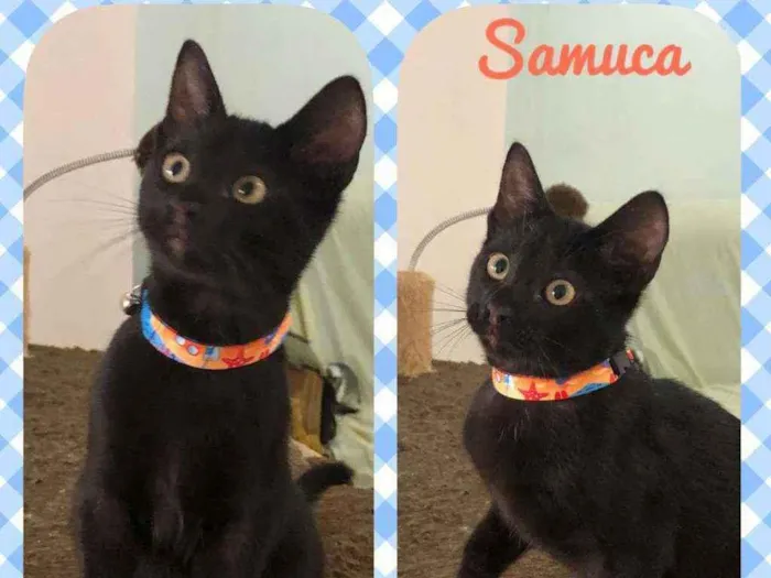 Gato raça SRD  idade 2 a 6 meses nome Samuca 