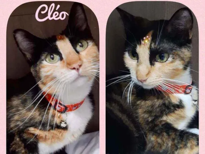 Gato raça SRD  idade 1 ano nome Cléo 