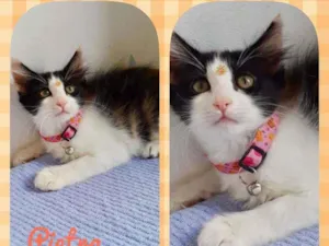 Gato raça SRD  idade 2 a 6 meses nome Pietra 