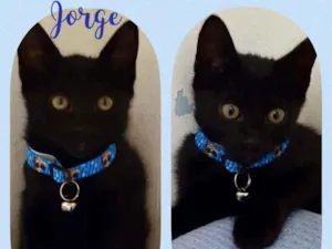 Gato raça SRD  idade 2 a 6 meses nome Jorge 