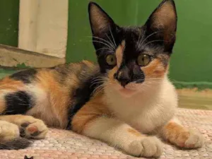 Gato raça srd idade 2 a 6 meses nome Bolete