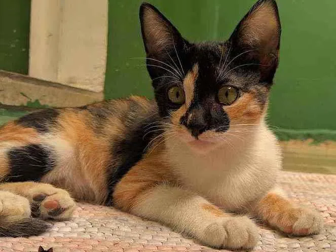 Gato ra a srd idade 2 a 6 meses nome Bolete