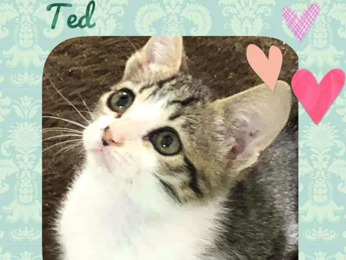 Gato raça SRD  idade 2 a 6 meses nome Ted 