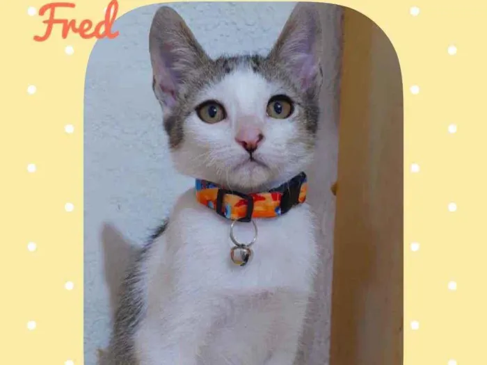 Gato raça SRD  idade 2 a 6 meses nome Fred 1 