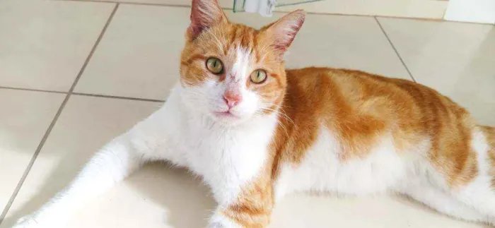 Gato ra a srd idade 2 anos nome Smart