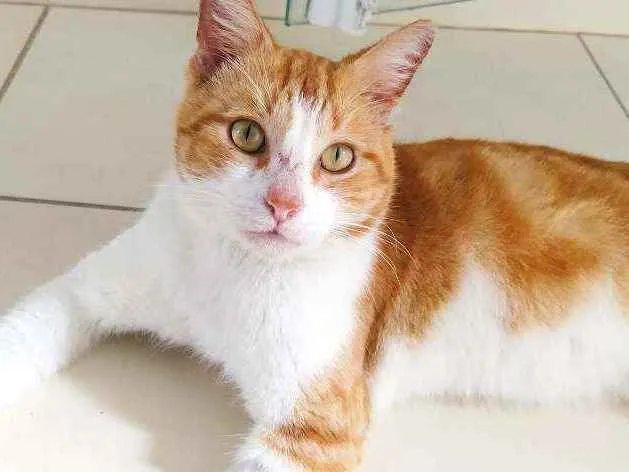 Gato ra a srd idade 2 anos nome Smart