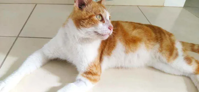 Gato ra a srd idade 2 anos nome Smart