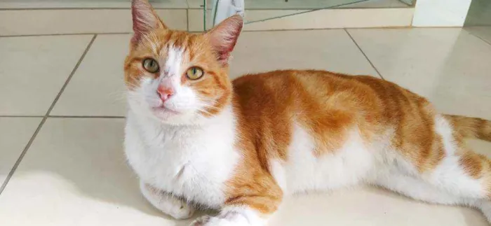 Gato ra a srd idade 2 anos nome Smart