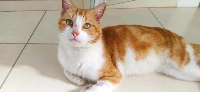 Gato ra a srd idade 2 anos nome Smart