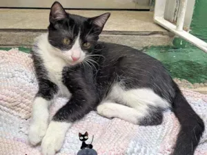 Gato raça srd idade 2 a 6 meses nome Bentinho