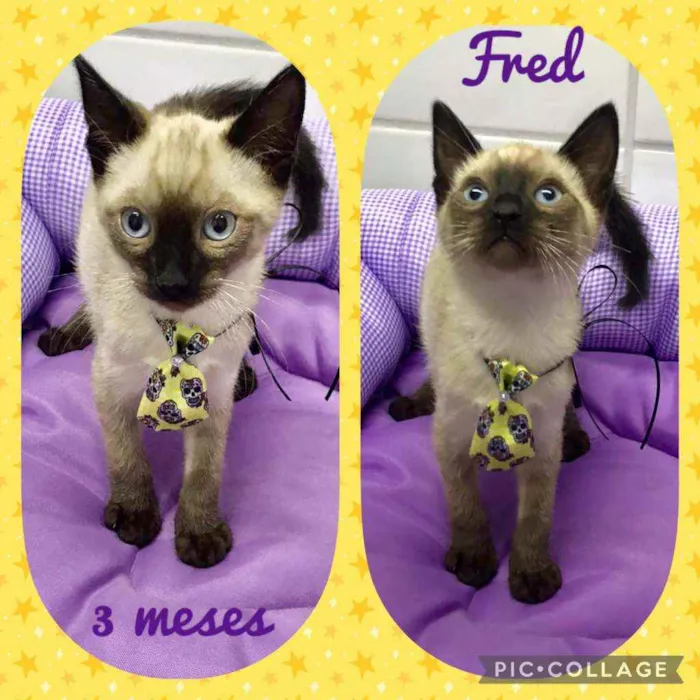 Gato raça SRD  idade 2 a 6 meses nome Fred 2 