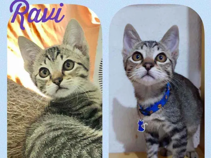 Gato raça SRD  idade 2 a 6 meses nome Ravi 