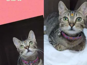 Gato raça SRD  idade 1 ano nome Dara 