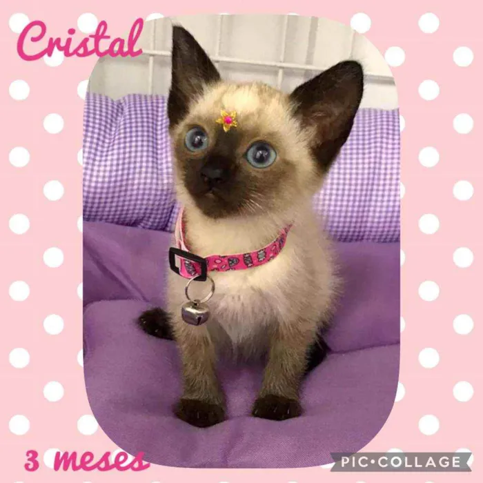 Gato raça SRD  idade 2 a 6 meses nome Cristal 