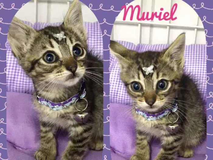 Gato raça SRD  idade 2 a 6 meses nome Muriel 