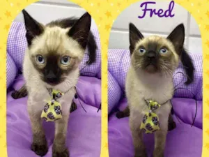 Gato raça SRD  idade 2 a 6 meses nome Fred 2 