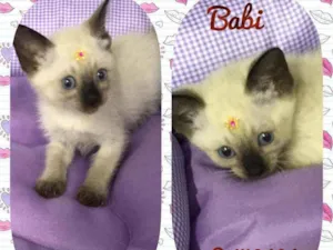 Gato raça SRD  idade 2 a 6 meses nome Babi 