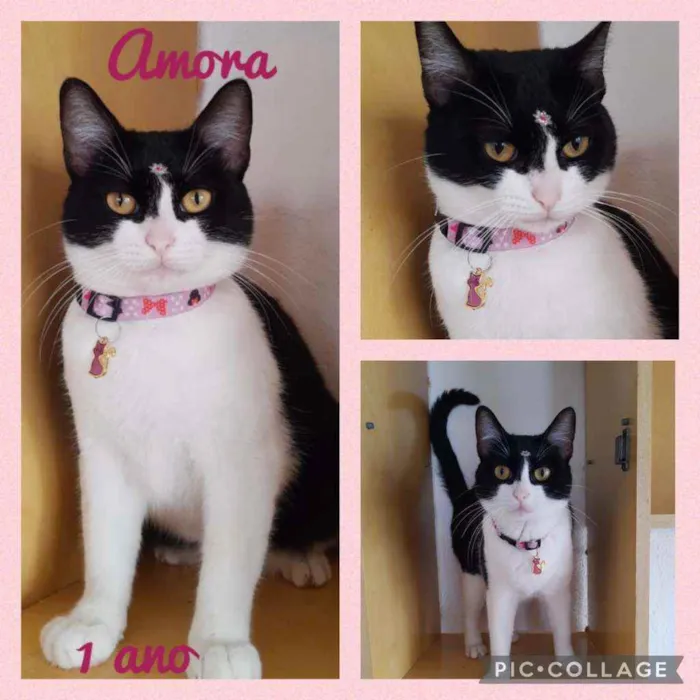 Amora 